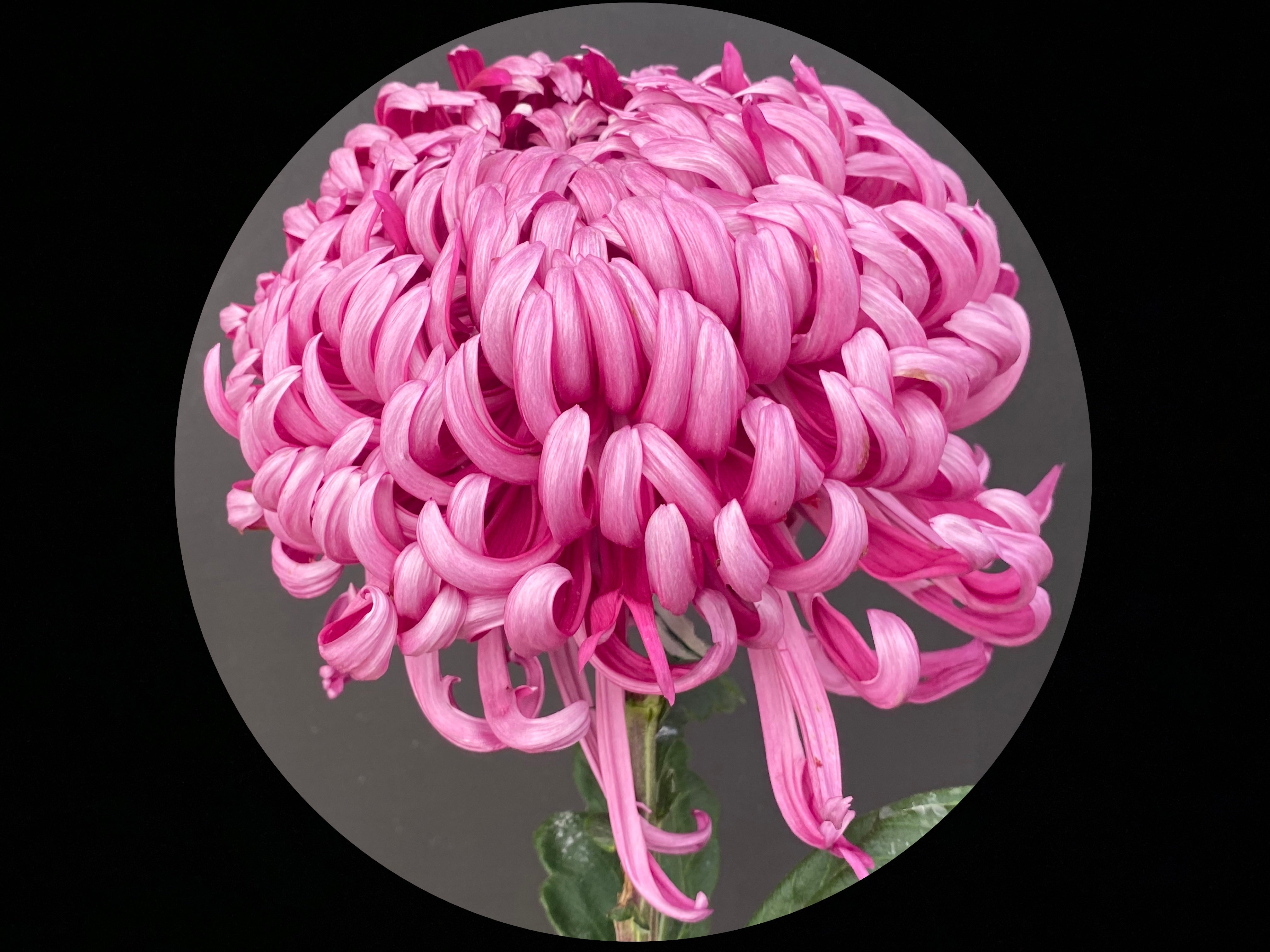 Hagoromo – Oregon Chrysanthemums and Hostas LLC