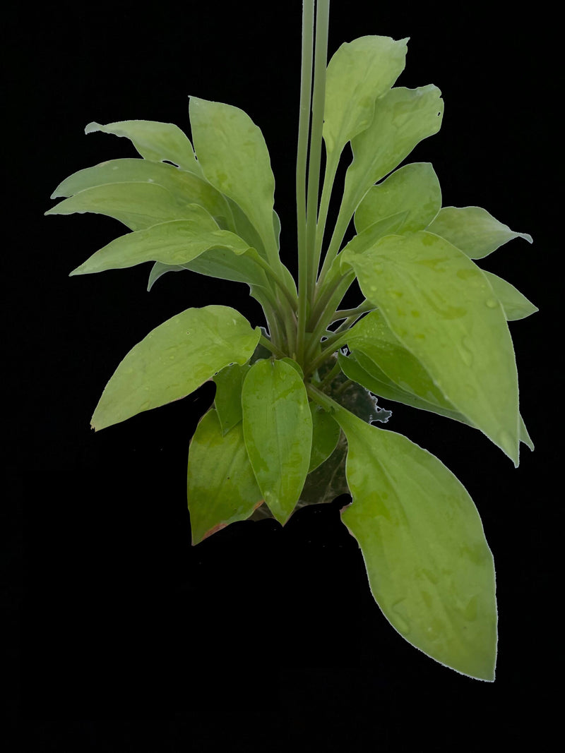 Cheatin' Heart-Hosta