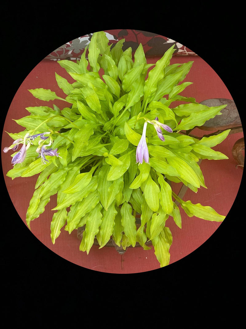 Dragon Tails-Hosta