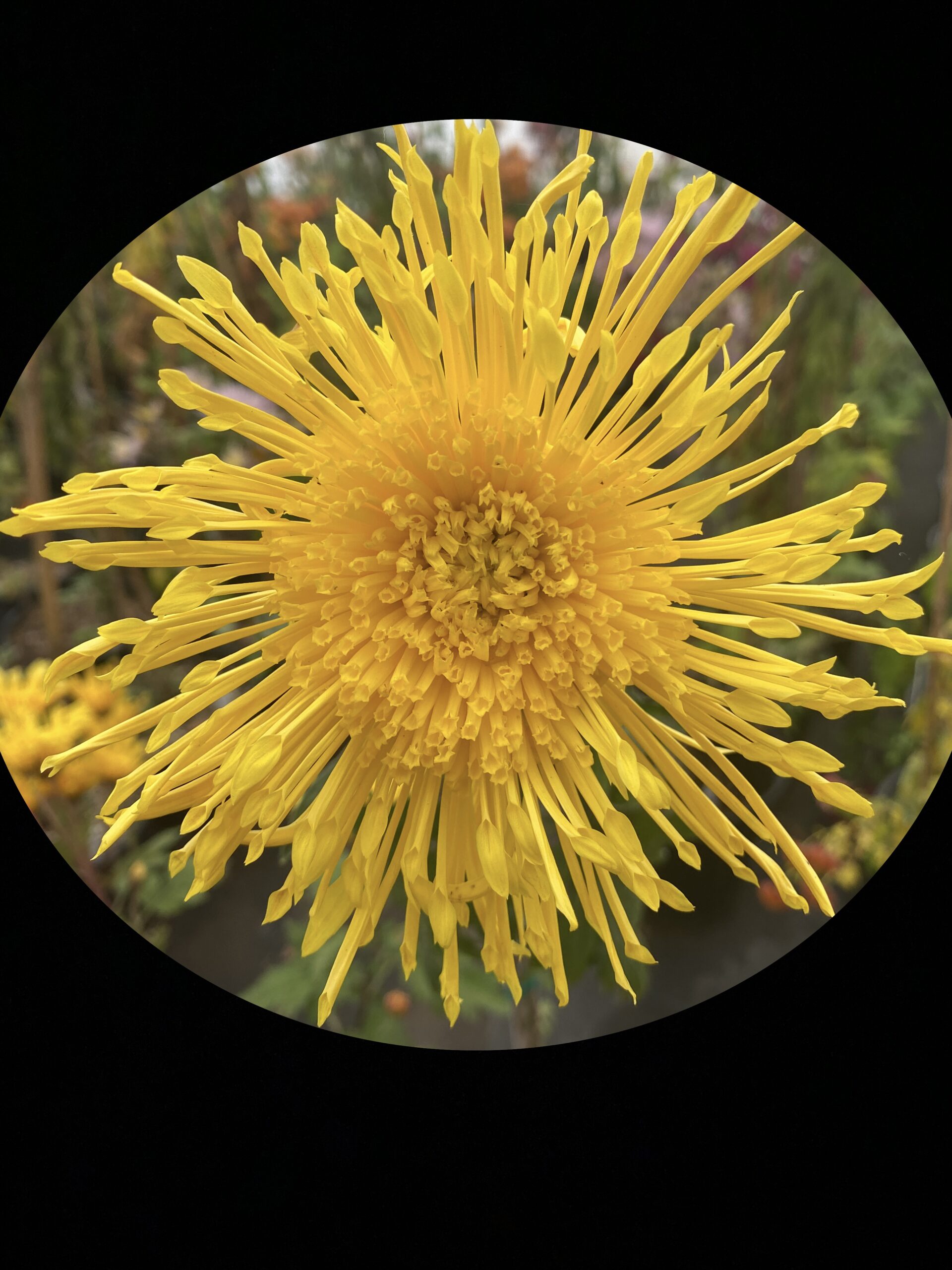 Gold Filigree – Oregon Chrysanthemums and Hostas LLC