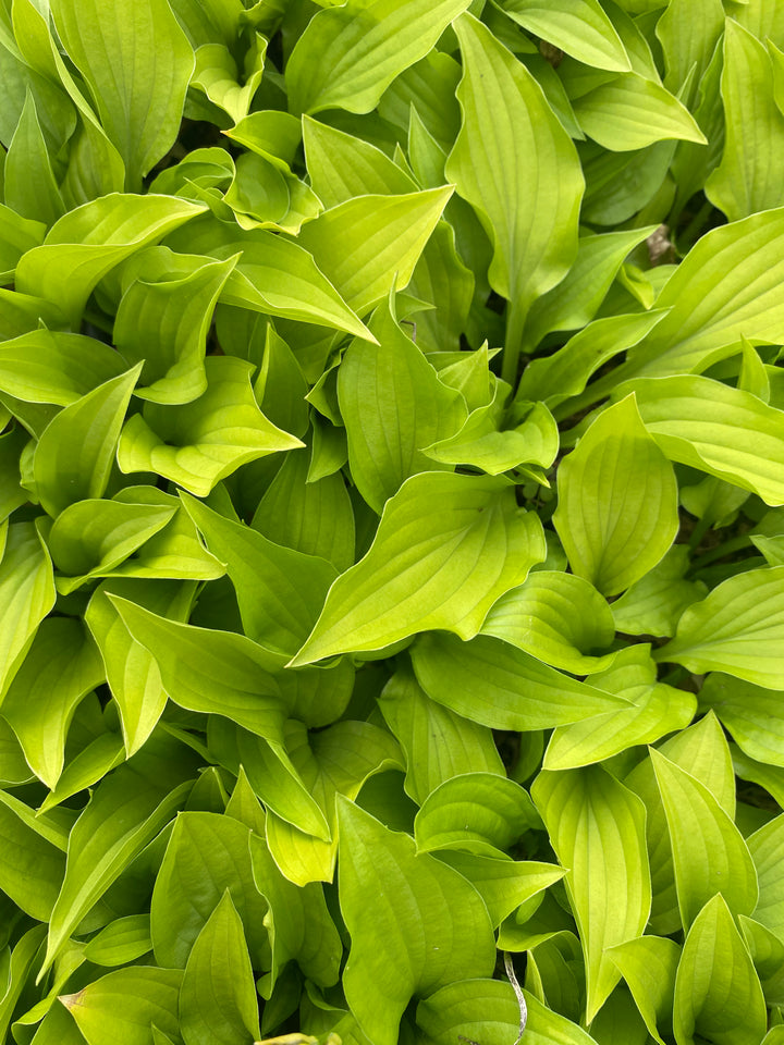 Lemon Lime-Hosta – Oregon Chrysanthemums and Hostas LLC