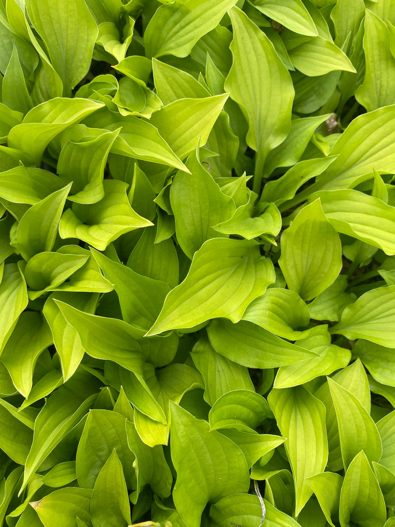 Lemon Lime-Hosta
