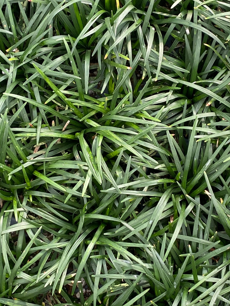 Green Mondo Grass