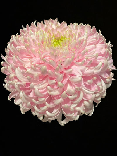 Seaton’s  Je’Dore