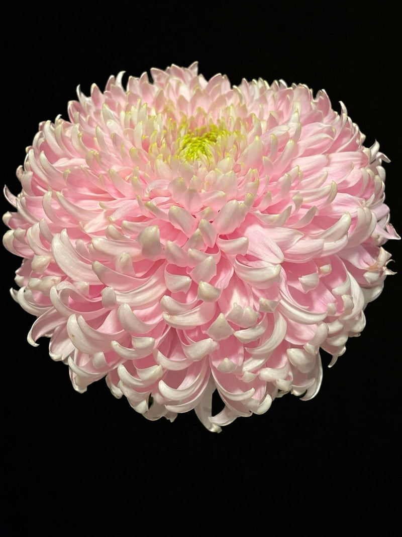 Seaton’s  Je’Dore