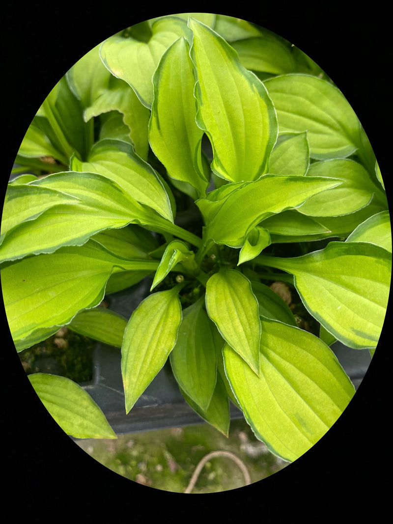 Twist of Lime-Hosta