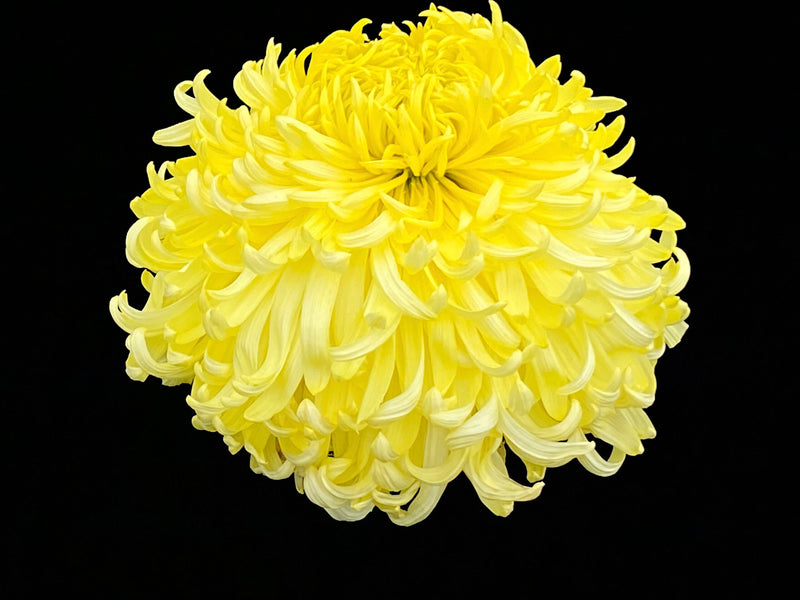 Yellow Phil Houghton