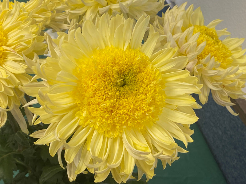 Yellow Flying Saucer