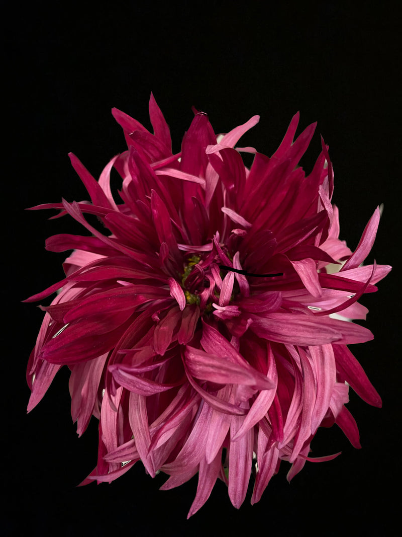 Zisterer’s Ovation