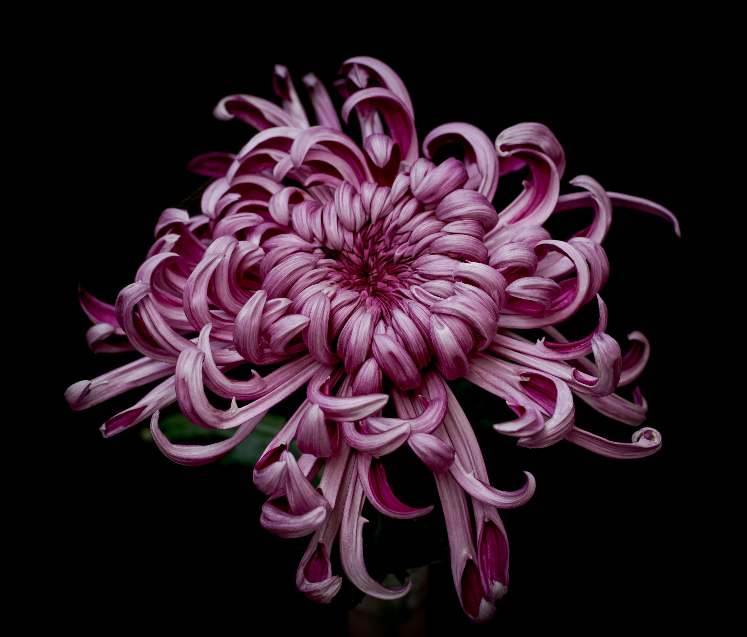 Hagoromo – Oregon Chrysanthemums and Hostas LLC