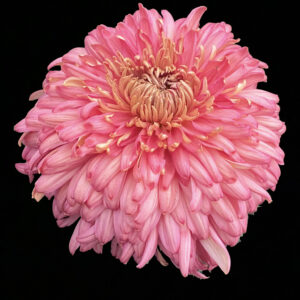 Peach John Wingfield